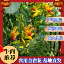 云南大理漾濞县野生金雀花苗价格美丽欢迎下单