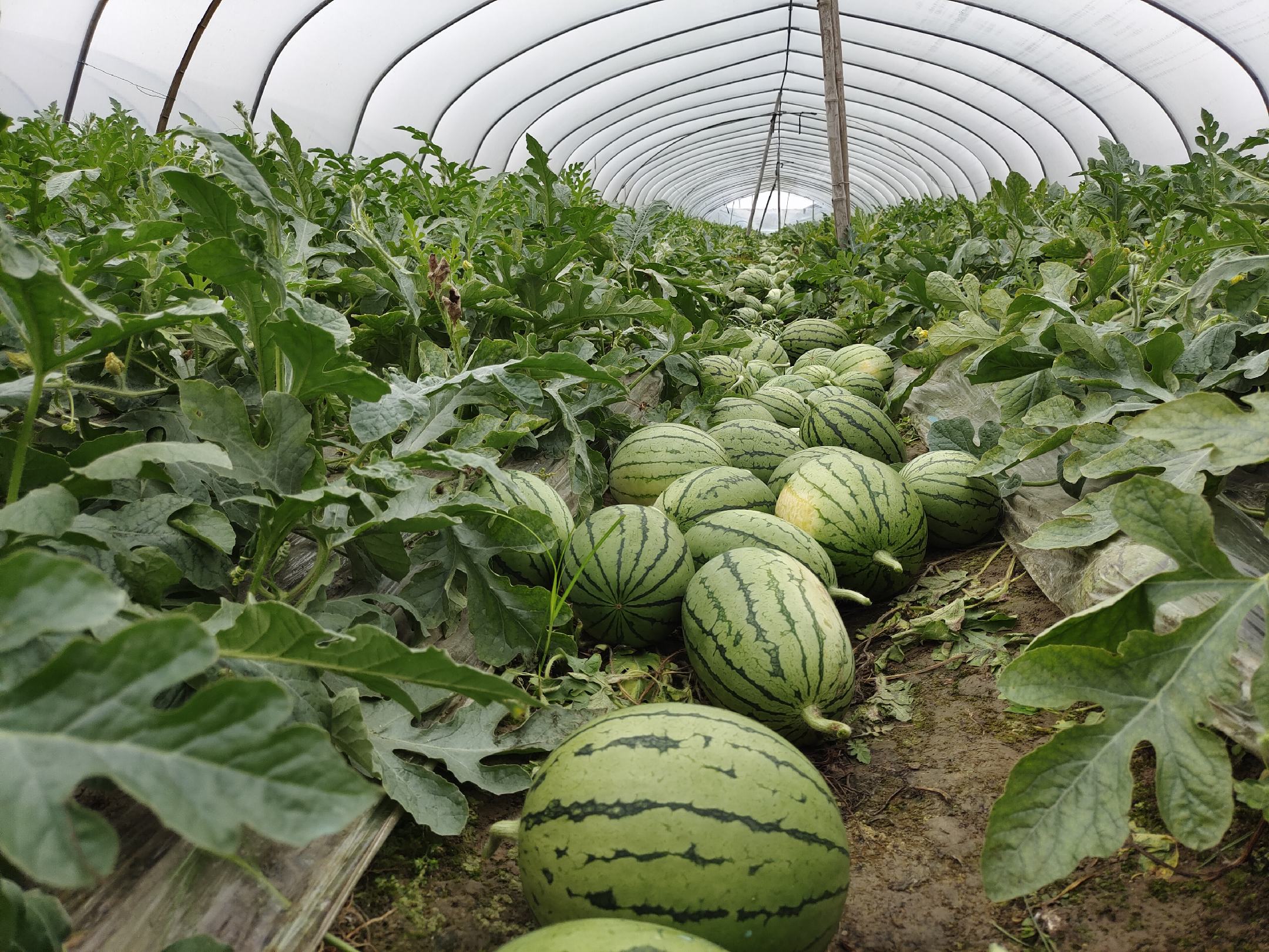 早春红玉西瓜种植大棚