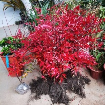 南天竹树苗红天竺盆栽红天竹苗火焰红叶植物观叶庭院耐寒绿化