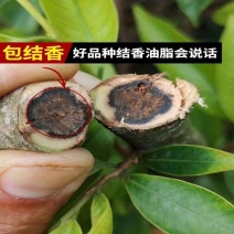 新一代棋楠嫁接苗沉香苗好品种奇楠苗结香快包结香