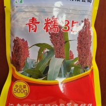 河北汉青种业厂家直销杂交高产品种：青糯35号