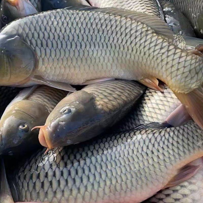 精品鲤鱼,水库养殖自养自销品种优良生长快抗病力强欢迎光临