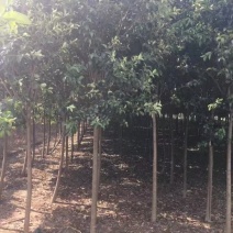大叶女贞