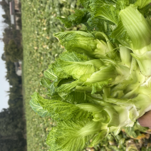 迟儿菜半毛货精品，支持一切加工打包