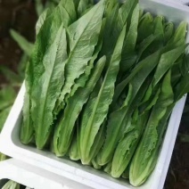 河北邯郸永年油麦菜货源充足质量保证价格便宜量大从优