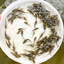 杂交黄骨鱼苗全雄黄辣丁苗黄颡鱼苗黄鸭叫昂刺鱼苗优质快大种
