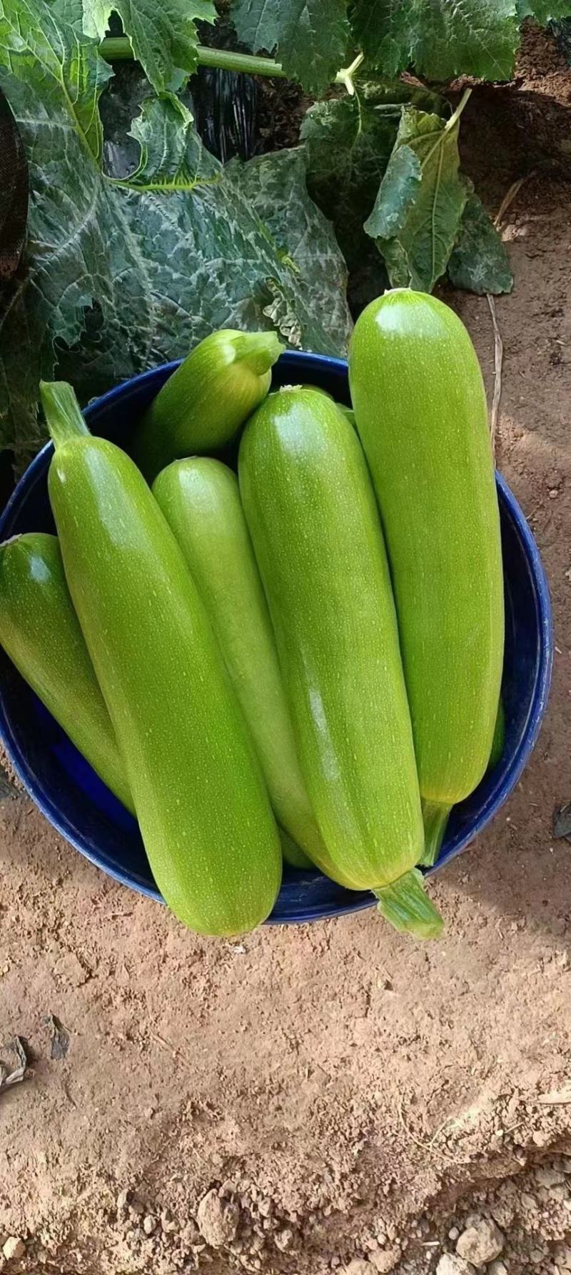 绿皮西葫芦,颜色油绿,量大,个头大小均匀