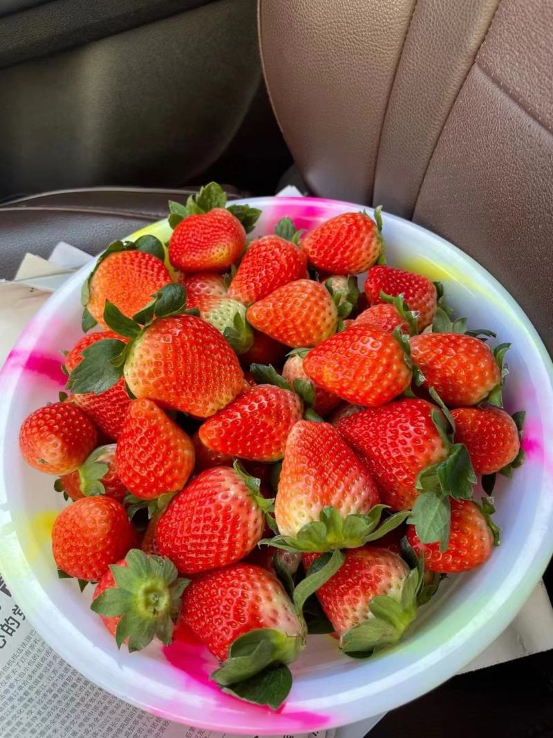 草莓四川草莓现已大量上市,现摘现发支持视频看货