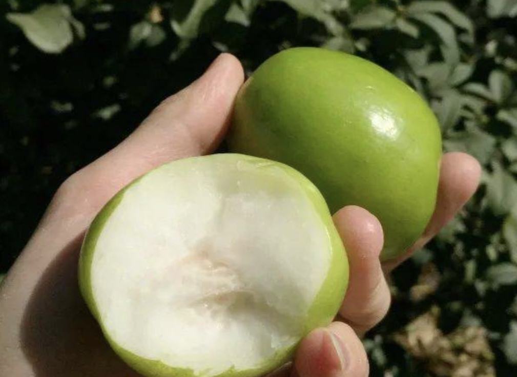 青枣的手感测试