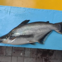 鲜活巴沙鱼