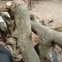 盆景胚子