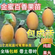 百香果苗台湾香甜蜜金蜜百香果苗四季结果纯甜适合南北方