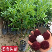 杨梅果树苗东魁仙居黑炭杨梅苗嫁接南北方种植当年结果大红梅