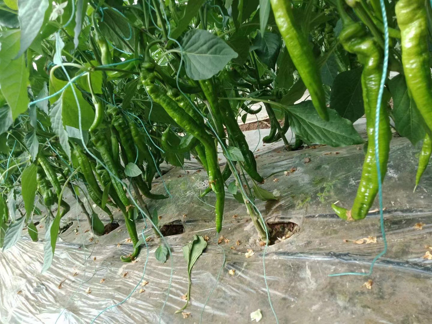 展示螺丝椒与牛角椒在田间生长状态,体现不同品种的植株与果实特征 辣椒种植田间实景图
