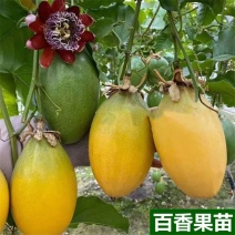 香蜜百香果苗木瓜百香果苗耐寒纯甜爬藤四季结果百香果苗