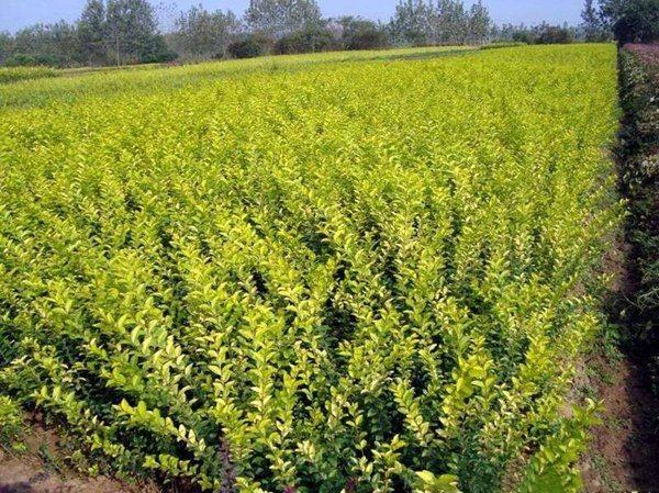 高杆女贞苗木种植基地