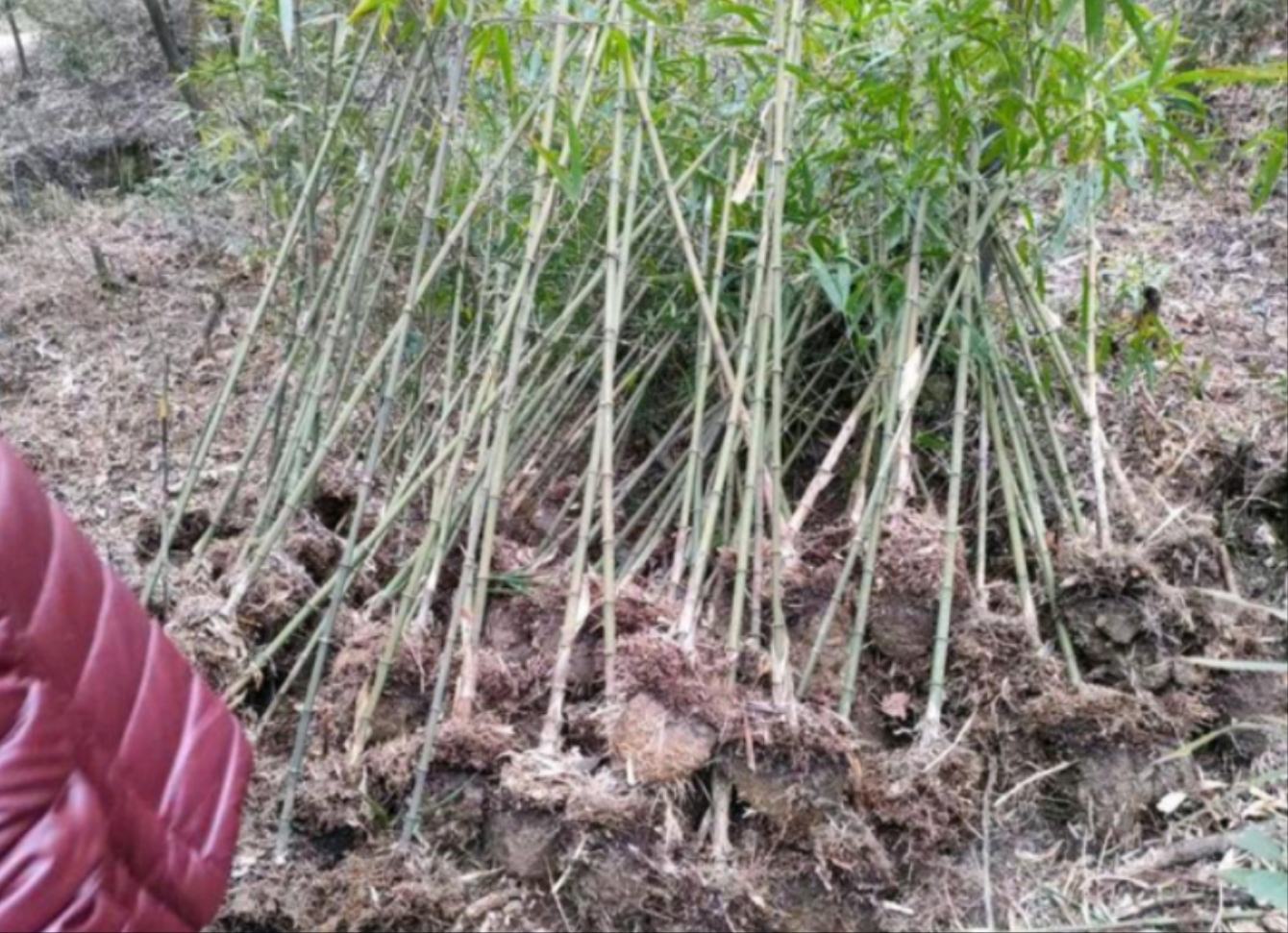 山竹保存技巧总结图