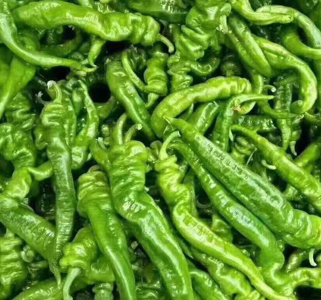 新鲜采摘的薄皮椒,颜色翠绿,表皮光滑 薄皮椒实物图