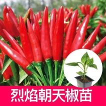 朝天椒苗天问辣椒苗天问5号朝天辣椒苗免费技术指导包回收
