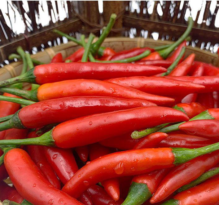 展示多种超辣鲜辣椒的实物图,包括朝天椒、红龙椒等,背景为农田或市场环境 鲜辣椒超辣品种展示图