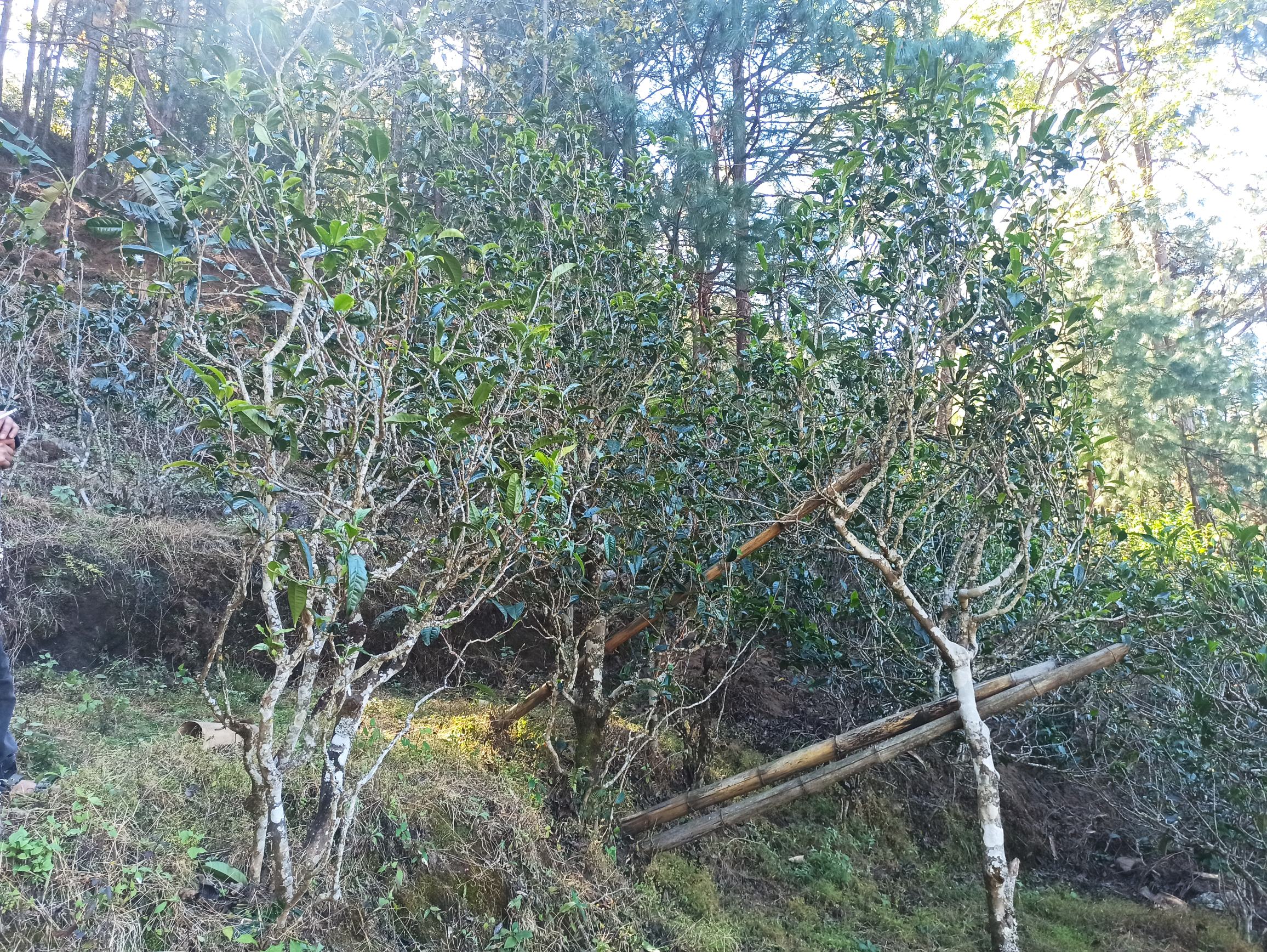 特写镜头展示八角亭冰岛五寨普洱生茶饼,饼形周正,条索肥壮显毫,色泽墨绿间泛银光;右侧为透明玻璃公道杯盛放冲泡后的茶汤,汤色呈明亮黄绿色,清澈透亮,表面有轻微油膜反光,象征高脂类物质含量,背景虚化处可见茶叶展开后的完整叶片 成品茶饼与冲泡汤色