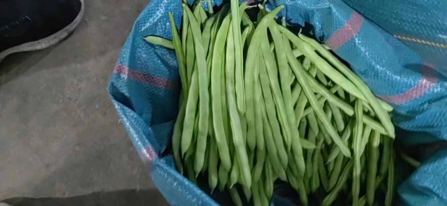 四季豆开花期喷施保花保果药