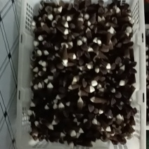 滑滑嫩嫩太香了每日现采黑皮鸡枞菌菇，新鲜直供全国