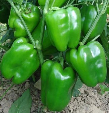 [太空椒苗批发]太空椒苗 辣椒苗 嫁接苗 太空椒杂交圆椒苗 灯笼椒苗