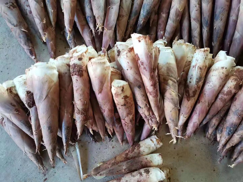 新鲜采挖的花果山金镶玉竹春笋,呈短圆锥形,外皮淡黄色带有紫色斑纹,剥去外壳后露出乳白色笋肉,表面光滑湿润,切面可见致密均匀的纤维结构,旁边放置测量尺显示长度约18厘米 花果山金镶玉竹鲜笋特写