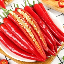 千金红辣椒苗蒜乡红辣椒苗益都红辣椒苗免费技术指导包回收