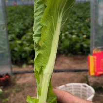 精品白菜苔
