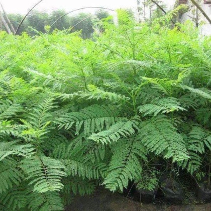 四川乐山市中区蓝花楹价格行情走势 - 一亩田