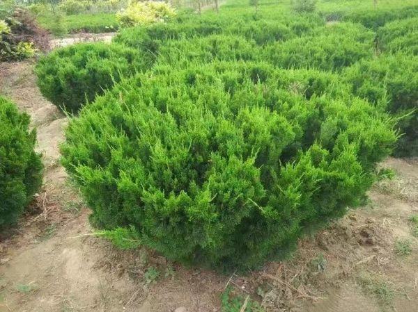 龙柏与铺地柏在庭院中的搭配效果图