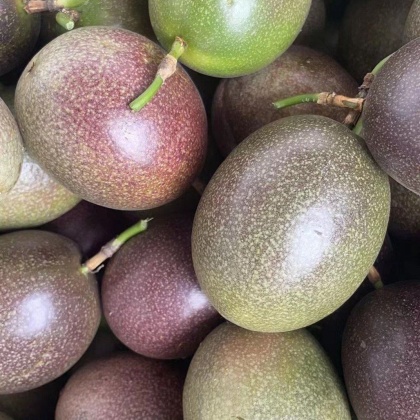 西双版纳台农一号百香果产地行情