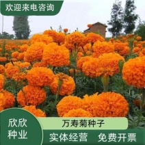 新万寿菊种子臭芙蓉万寿灯蜂窝菊臭菊花蝎子菊金菊花春秋播种