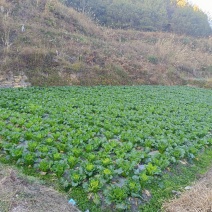 白菜！青口白，麻叶菜