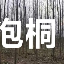 4/8公分泡桐