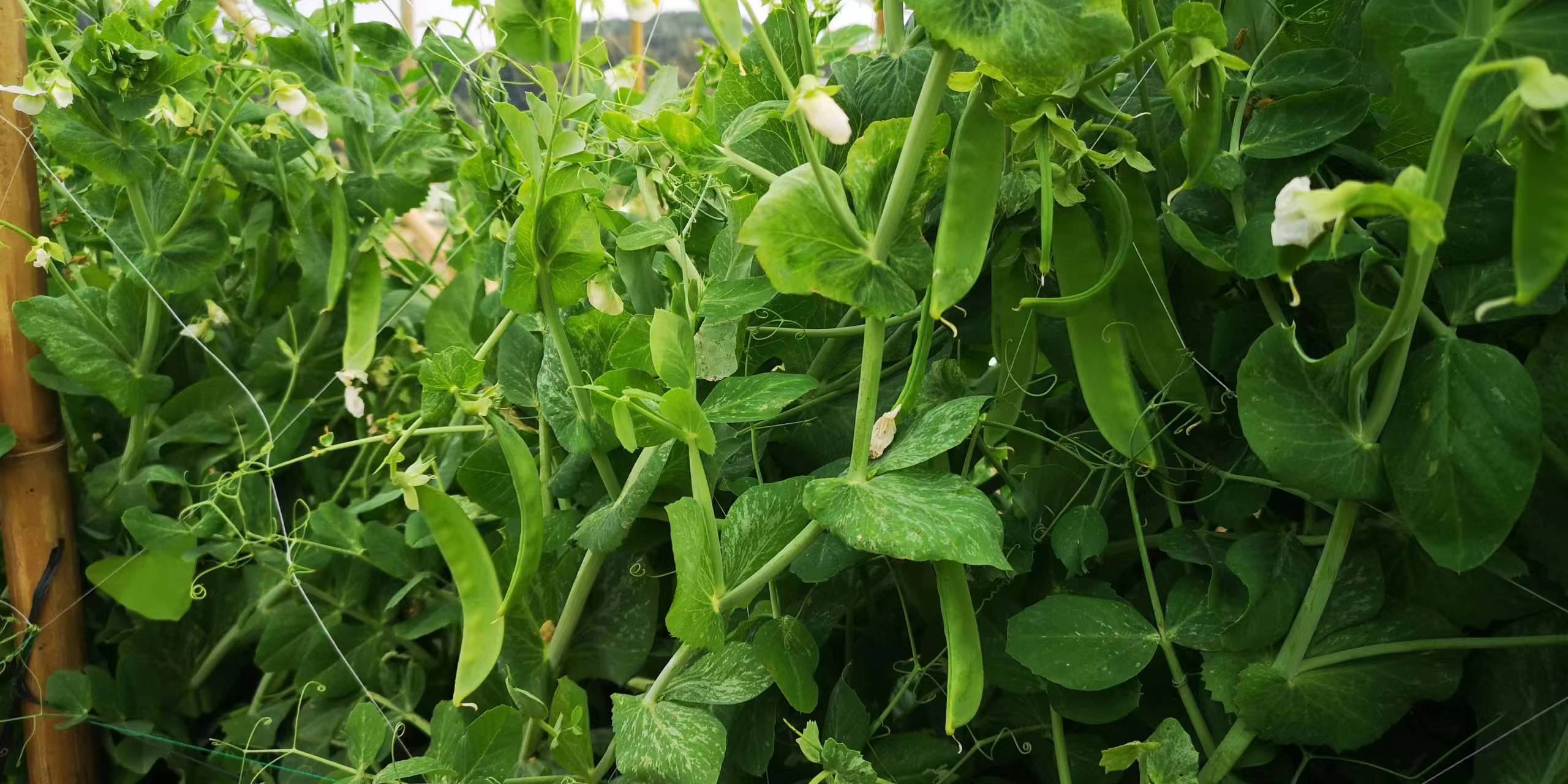 一株生长中的荷兰豆植物,藤蔓缠绕支架,叶片呈羽状复叶,花朵为白色蝶形花,豆荚细长扁平、呈翠绿色,悬挂于枝条间,背景为阳光照射下的田园环境 荷兰豆植株特写