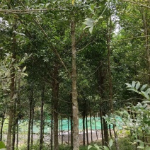 绿化苗木，竹柏