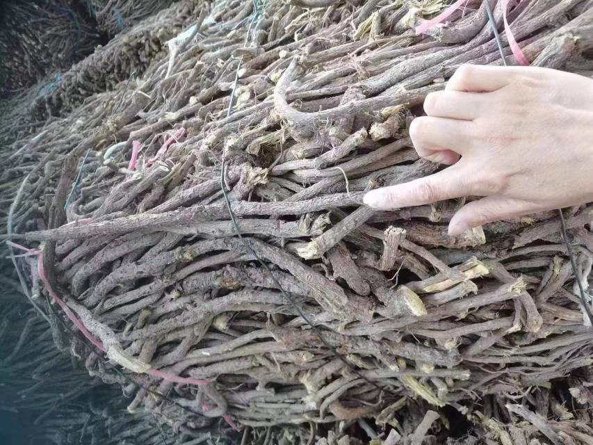 甘蓝根肿病症状图