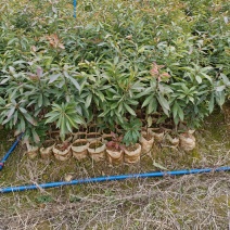 木荷苗
