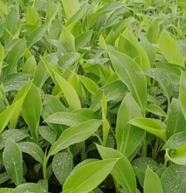 [芭蕉苗批发]芭蕉价格0.53元/棵 - 一亩田