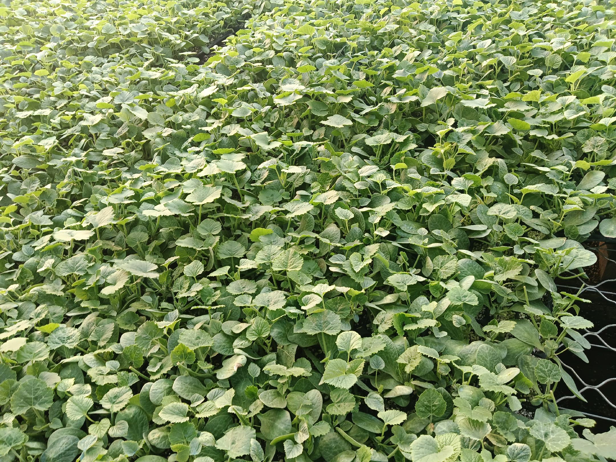 一片长势健壮的甜瓜田,叶片浓绿,藤蔓粗壮,果实已坐稳,正处于膨大初期。阳光充足,土壤疏松,滴灌带铺设整齐,体现标准化种植模式 甜瓜田间长势良好的植株特写