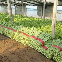河北精品油麦，一手货源，产地直销，保质保量，可全国发货