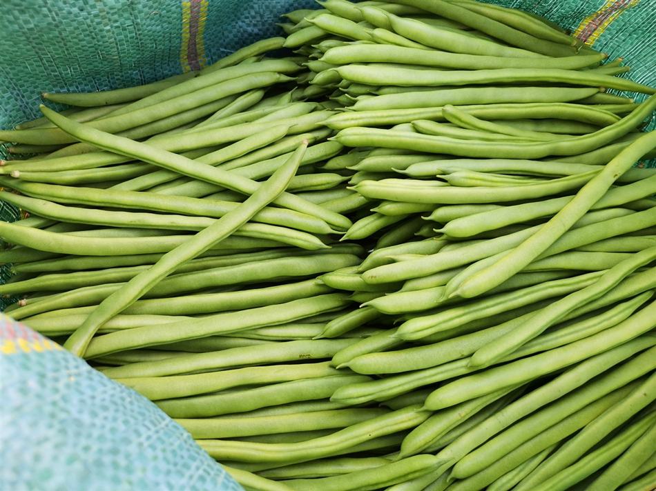 丰收的白花四季豆堆放在竹筐中