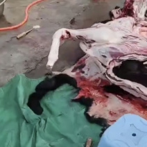 驴肉
