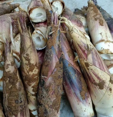 [甜竹笋批发]广西深山新鲜出土甜笋价格15.00元/斤 - 一亩田