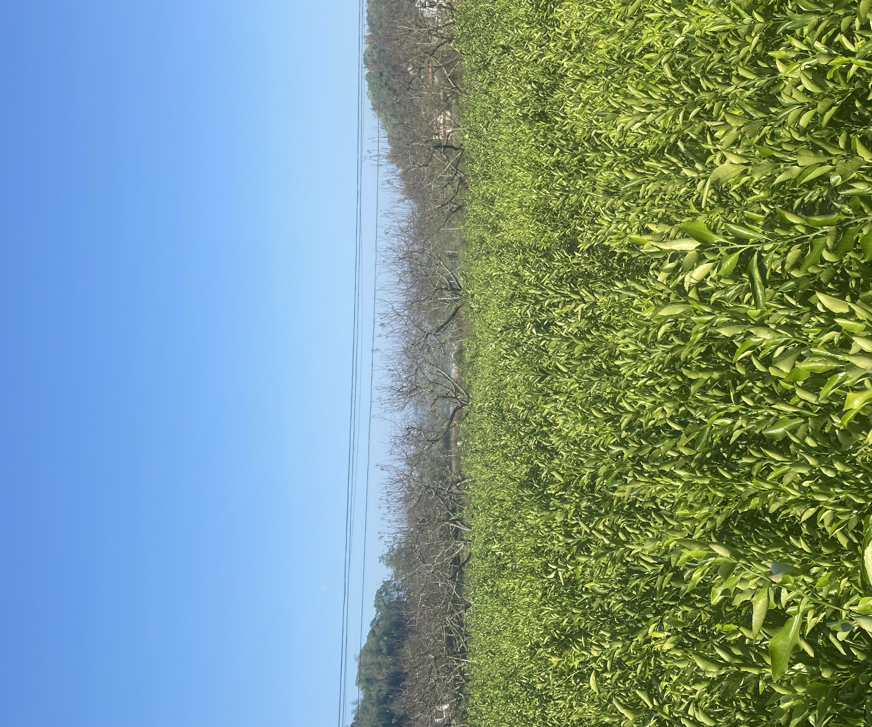 黄金贡柚种植园实景,展示果树生长环境和果实挂果情况 黄金贡柚种植园实景