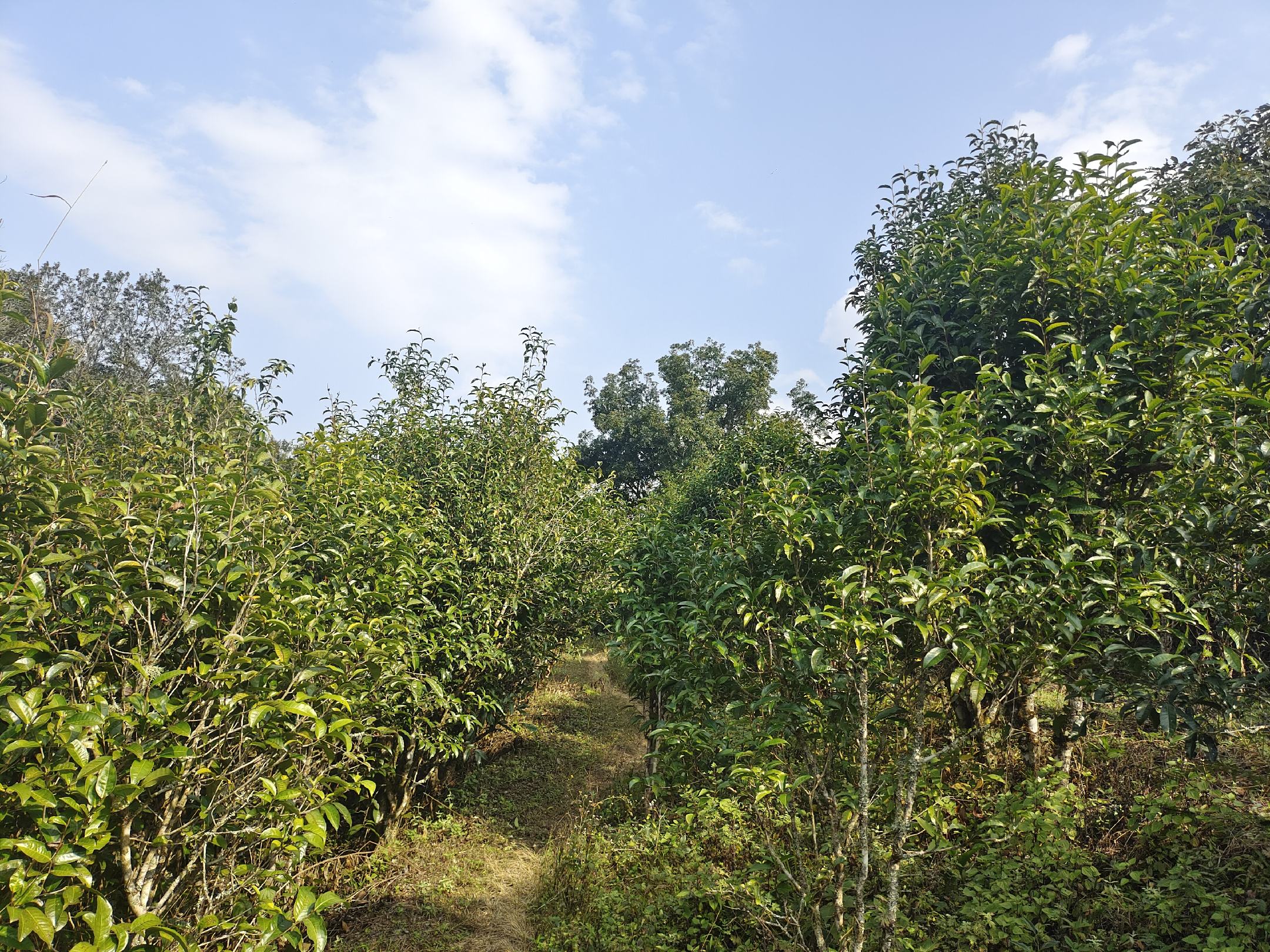 龙柏古树茶园