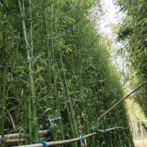 绿化工程苗，庭园苗